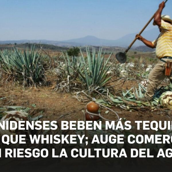 Estadunidenses beben más tequila y mezcal que whiskey; auge comercial pone en riesgo la cultura del agave